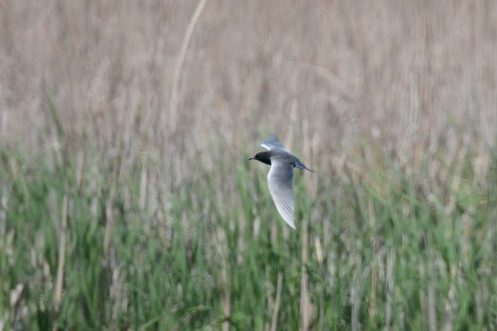 Tern, Black, 2015-05207481 Point Pelee National Park, Ontario, CA..JPG - Black Tern in flight. Point Pelee National Park, Ontario, CA, 5-20-2015